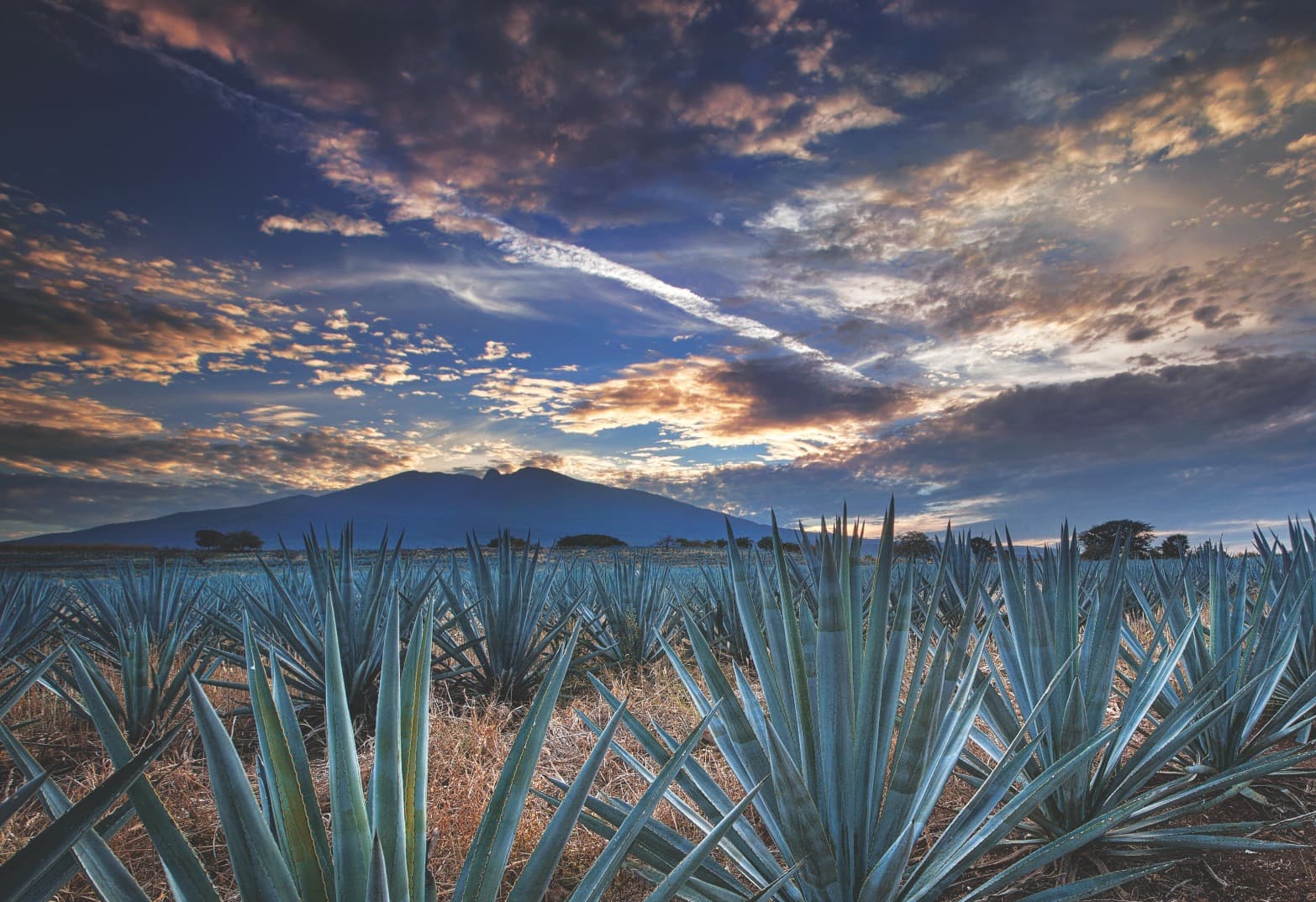 Tequila alternativo en Jalisco: descubre los pueblos agaveros menos visitados